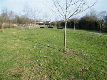 Cosmeston new trees