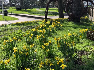 daffodils in vale