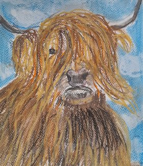 Highland Cow