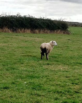 Sheep1