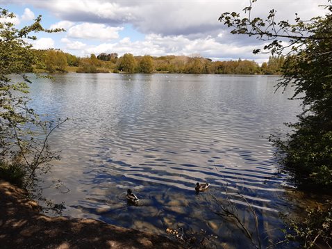 Cosmeston Lake inc Ducks