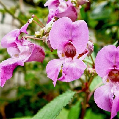 Himalayan Balsam 2