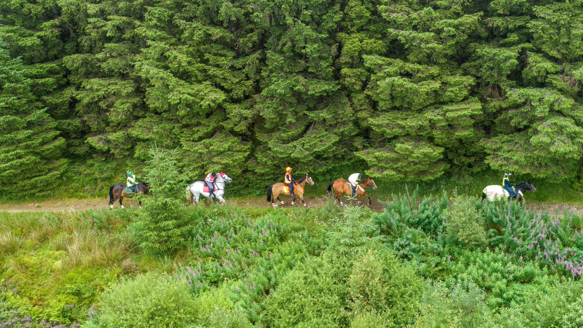 Great glamorgan way horses in woods