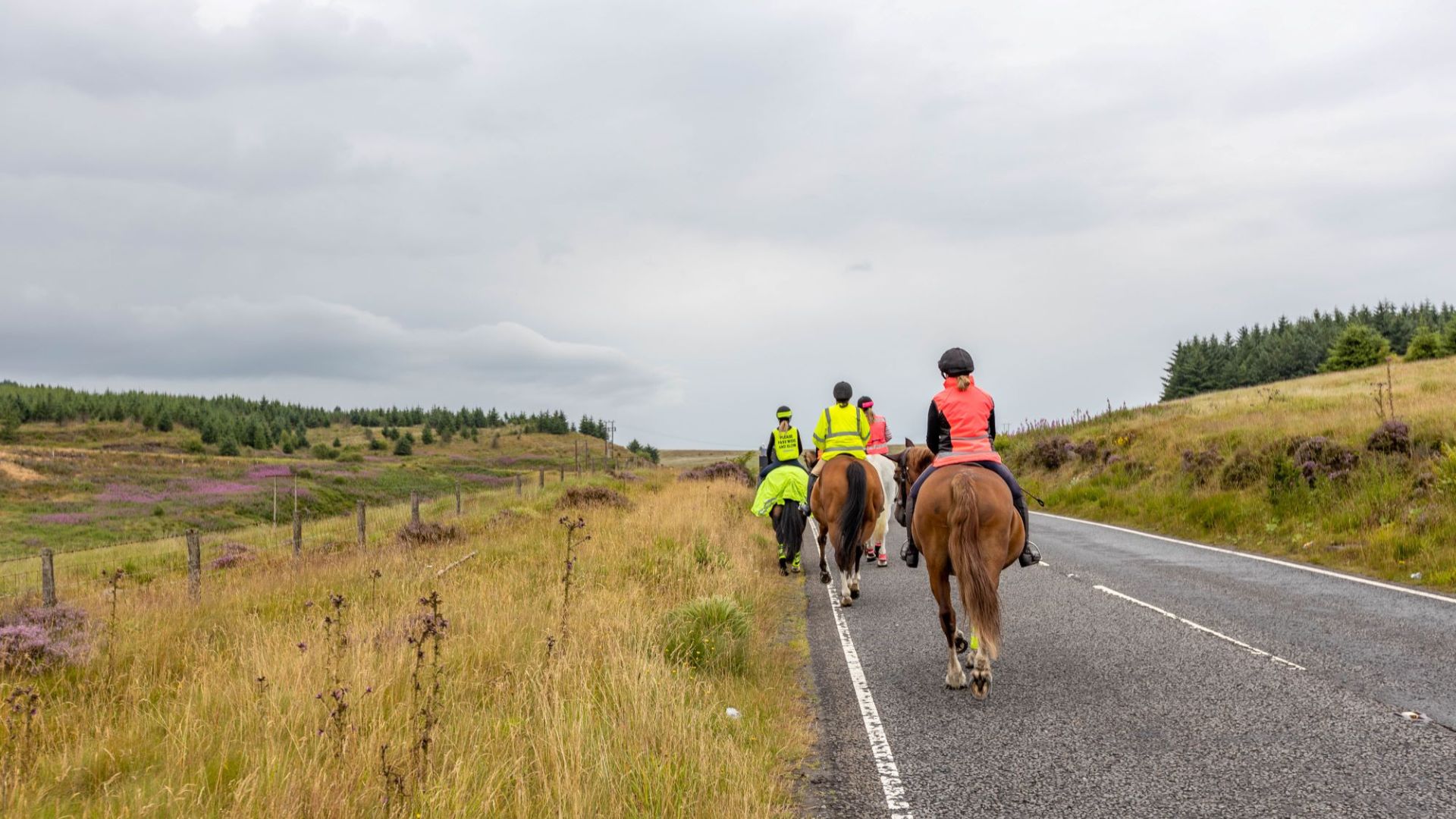 Great glamorgan way horses on road path