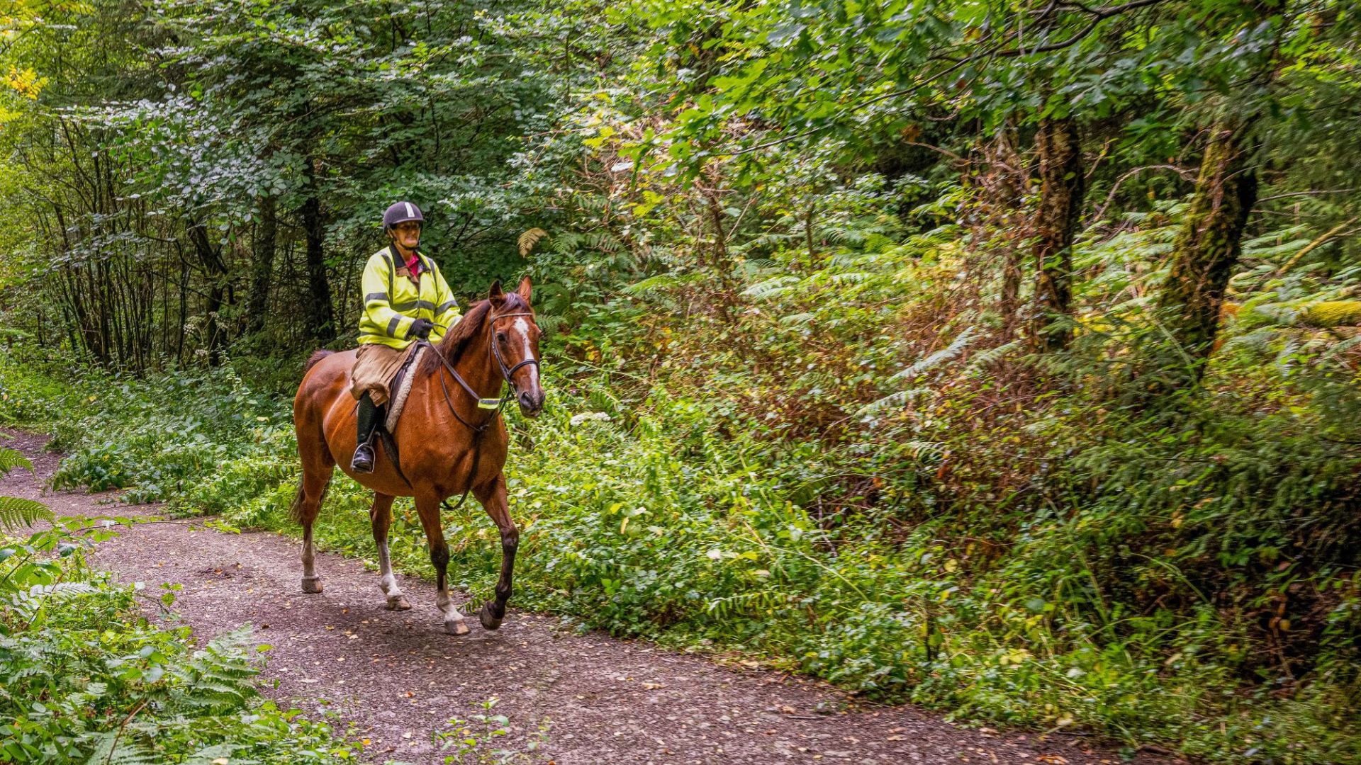Great glamorgan way horses trek through woodland