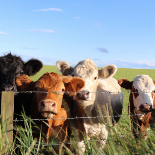 Cows in field
