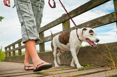 Lady walking dog