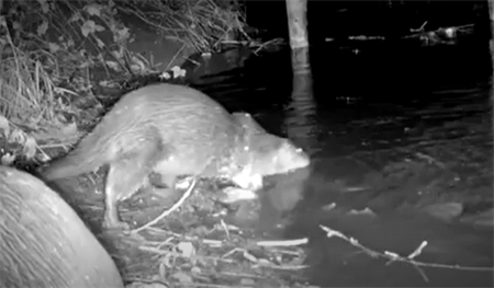 Otter on camera